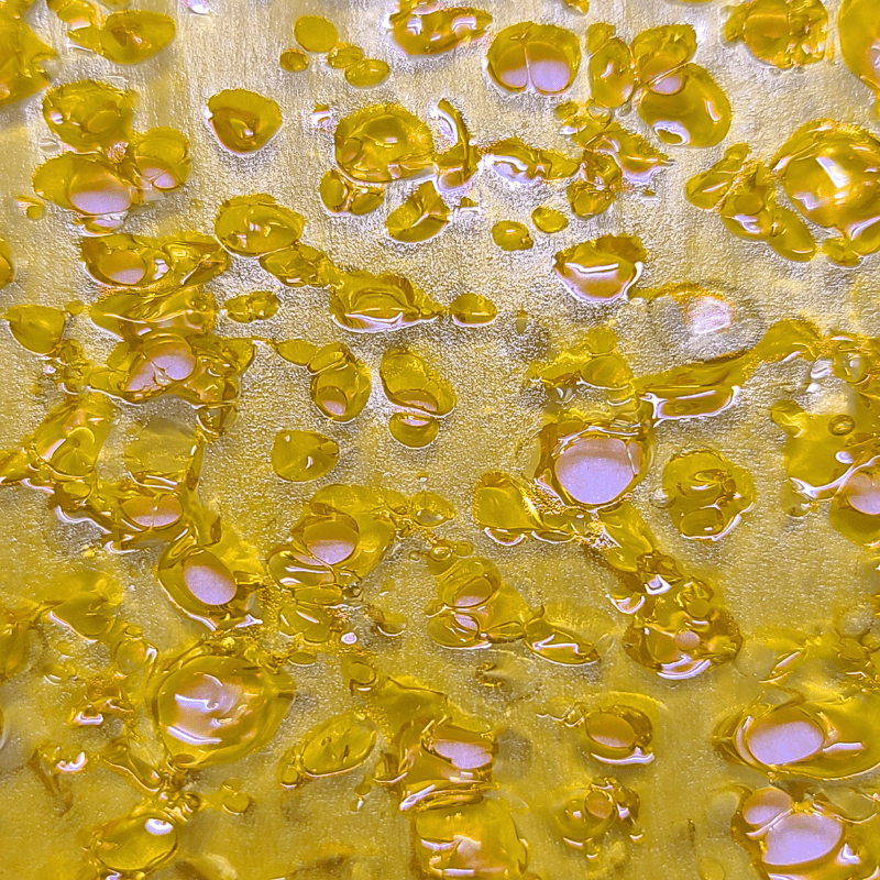 blue fin tuna shatter