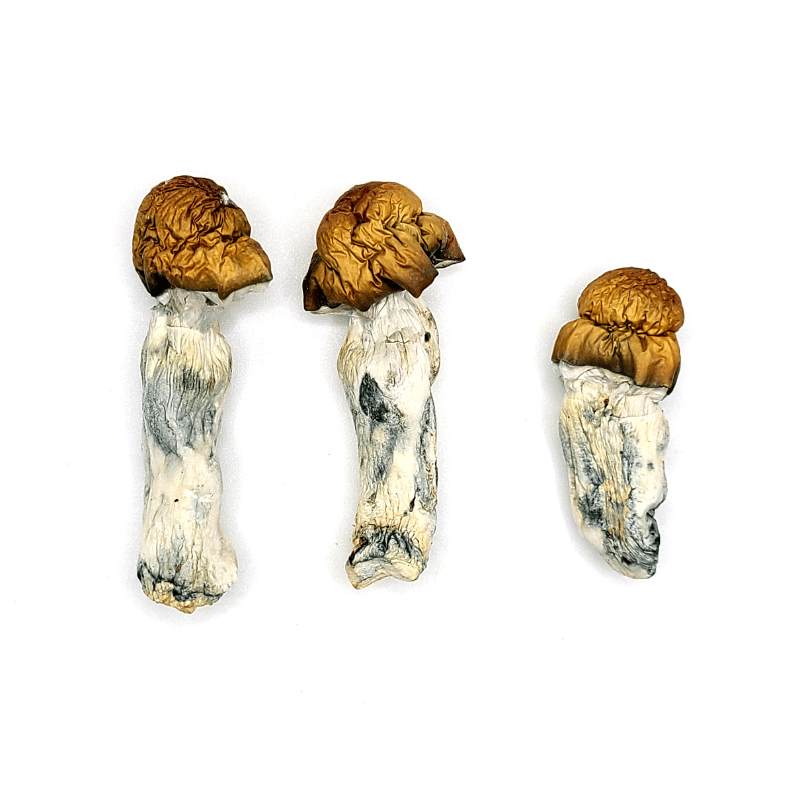 blue piolaski